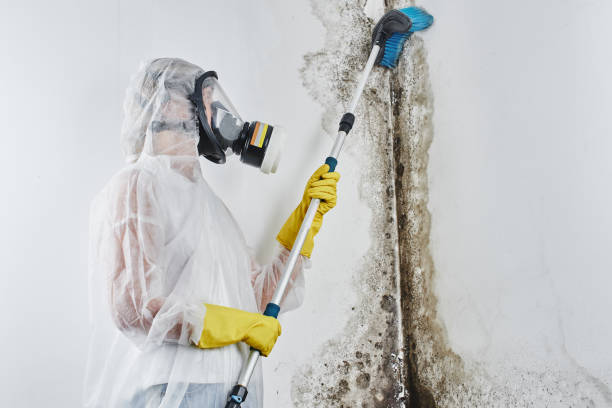Best Residential Mold Remediation in North Plymouth, MA