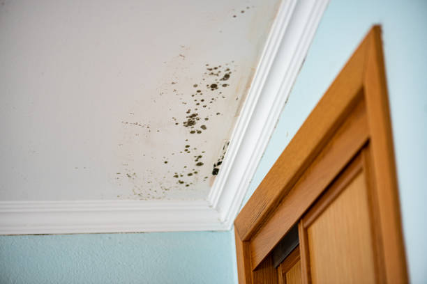 Best Mold Testing and Inspection Services in North Plymouth, MA