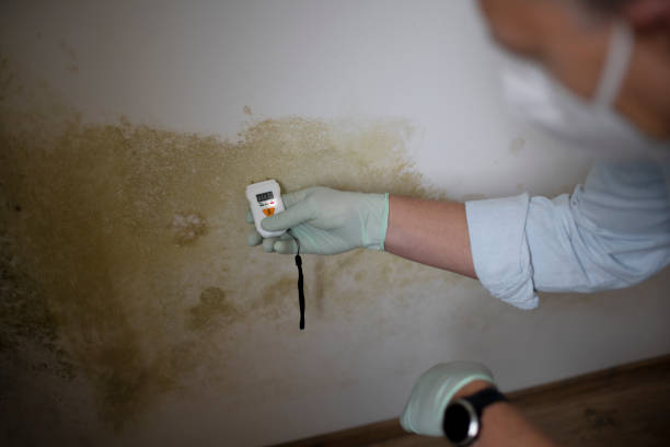Best Post-Flood Mold Remediation in North Plymouth, MA